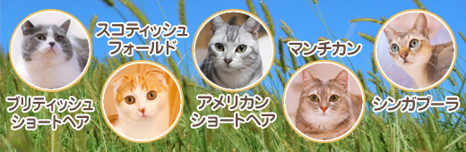 飼いやすい猫種5選｜特徴・飼い方のポイントも