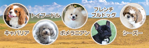 飼いやすい犬種5選｜特徴・飼い方のポイントも