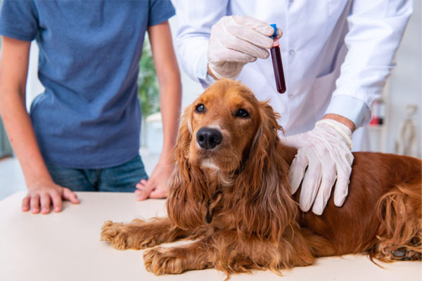 犬の遺伝子検査の重要性｜かかりやすい遺伝子疾患や検査の目的も解説