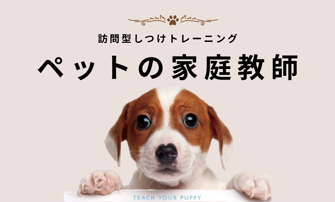 ペットの家庭教師　4回コース