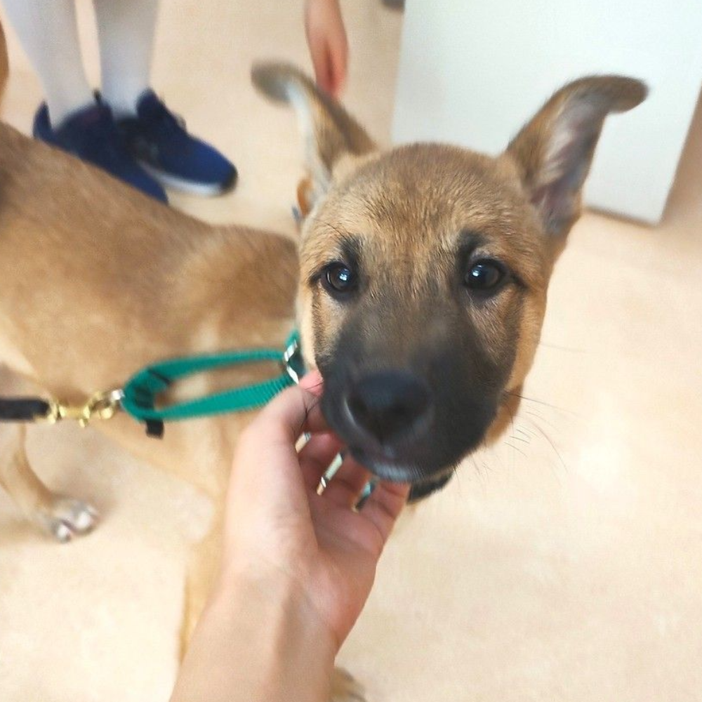 雑種（犬）(中型)