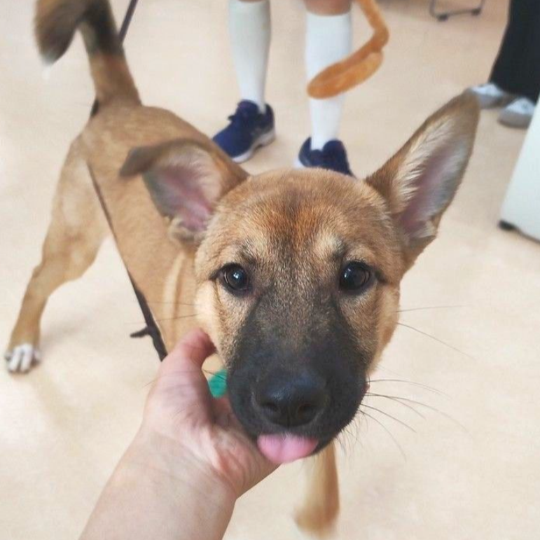 雑種（犬）(中型)