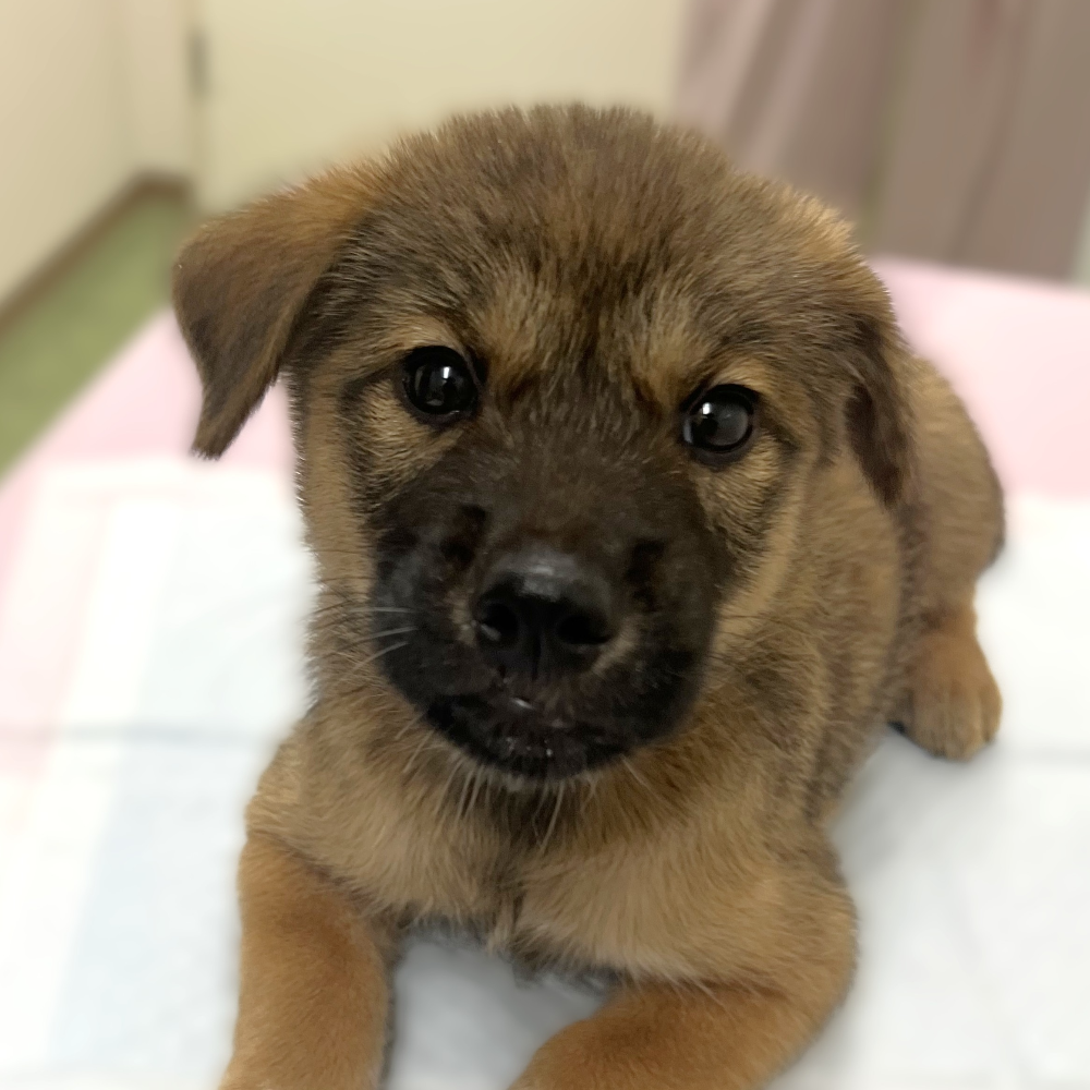雑種（犬）(中型)