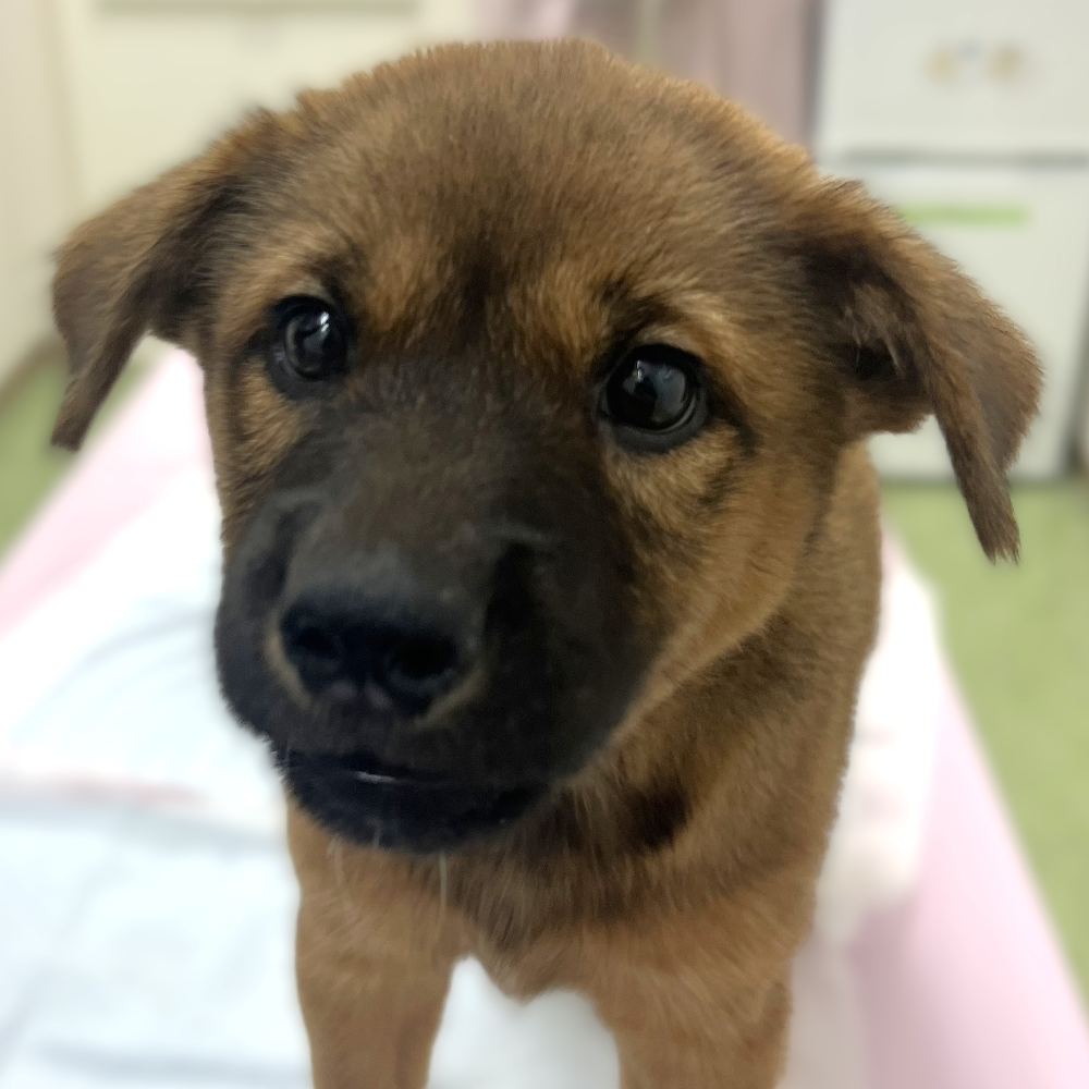 雑種（犬）(中型)