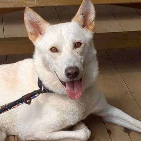 雑種（犬）(中型)