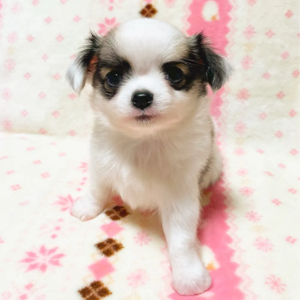 Pet-image