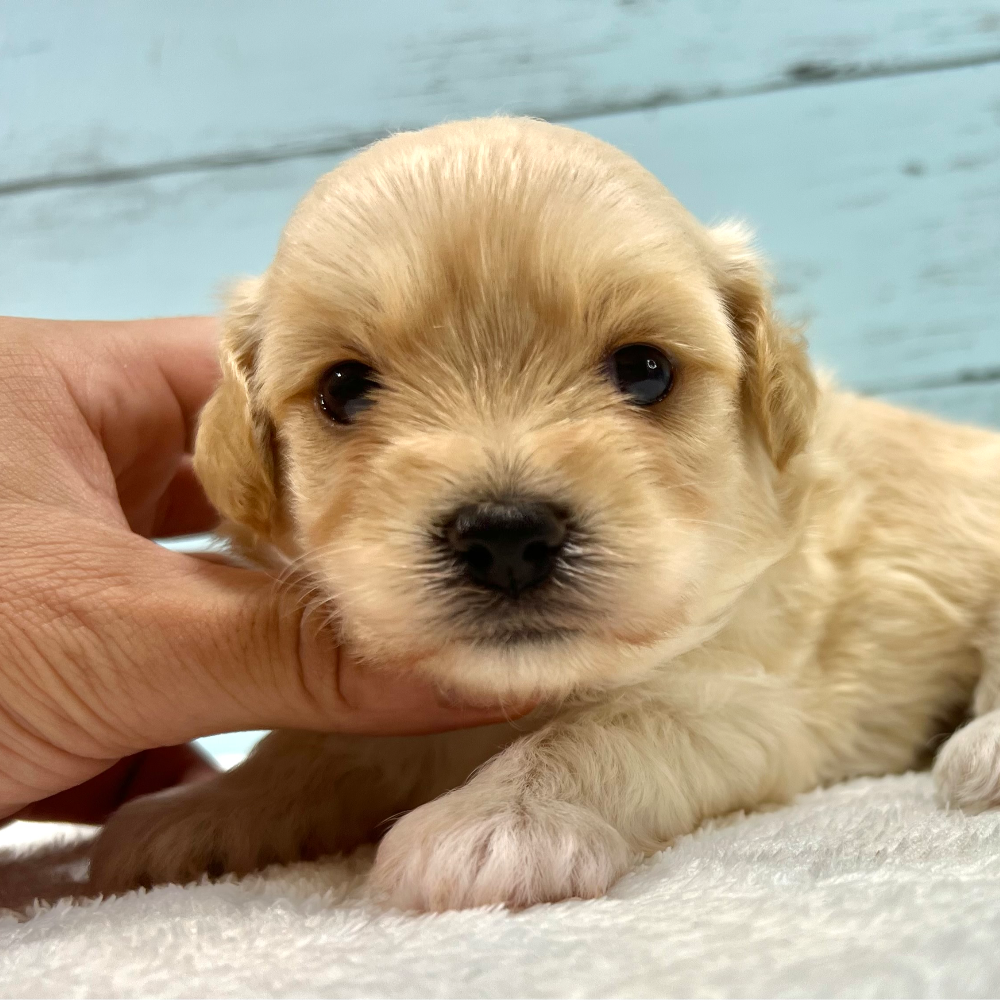 ＭＩＸ（犬）(小型)