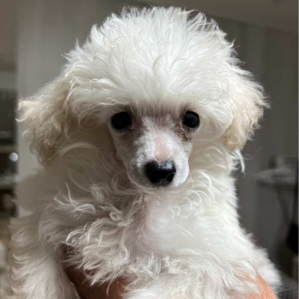 ペットID : 1364】トイ・プードル（2023年07月28日 ホワイト） | 犬