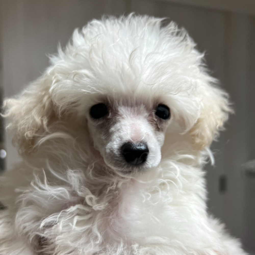 ayhyimam　プードル 京都】杉本 奈美(すぎもと なみ)ブリーダー｜みんなのブリーダー