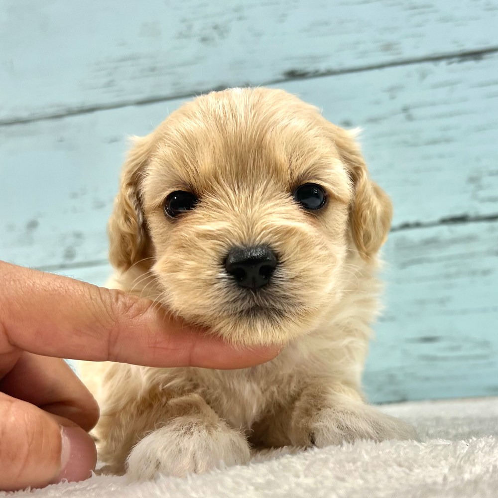 ＭＩＸ（犬）(小型)