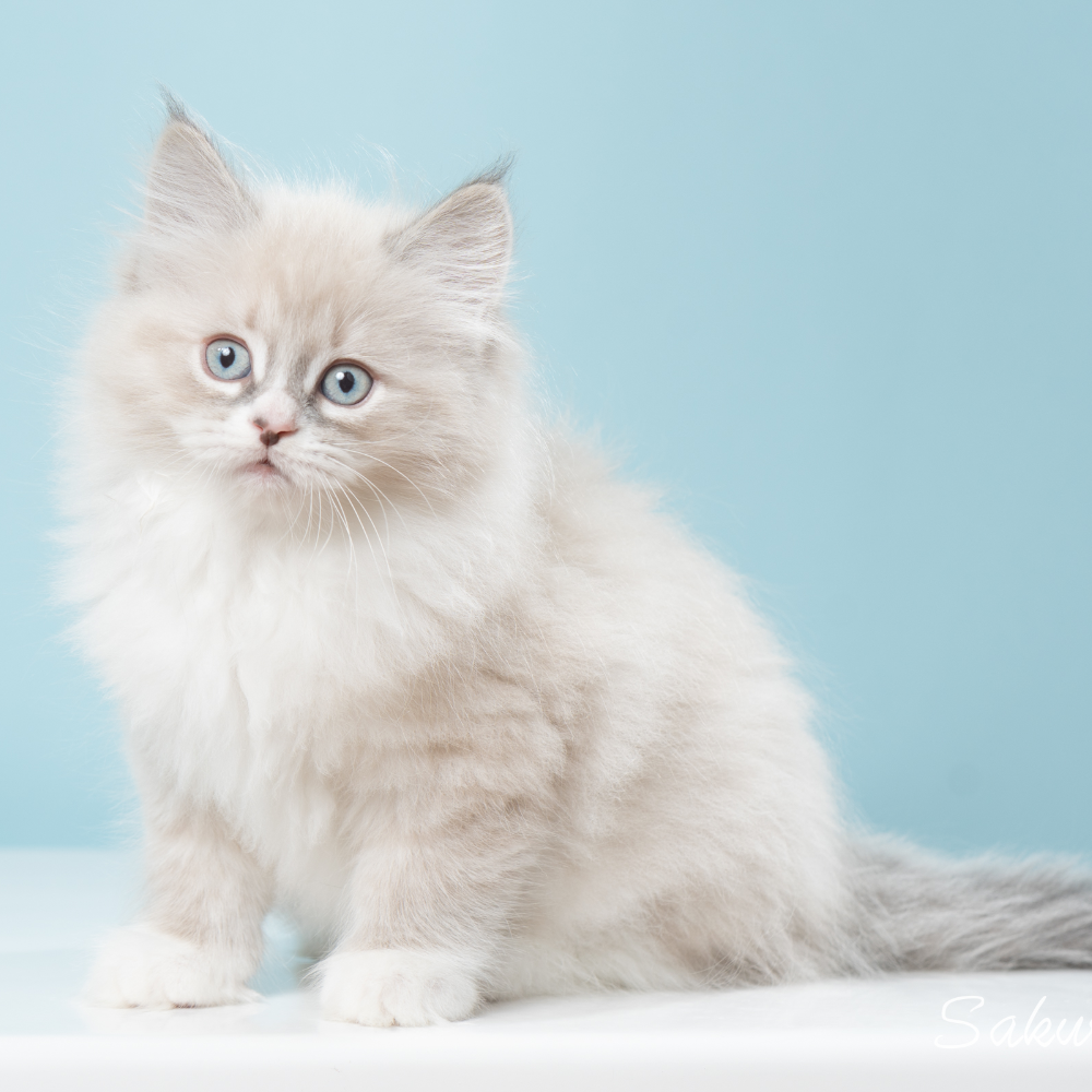 ペットid 215 サイベリアン 22年04月01日 ブルーリンクスポイント ホワイト 犬 猫ブリーダー直販のアニマルライン