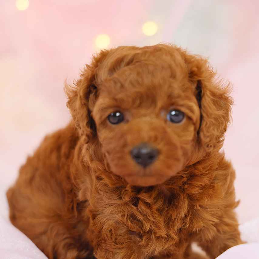 Pet-image