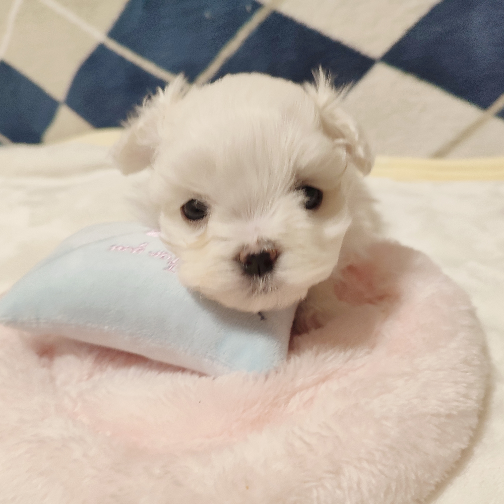 Pet-image