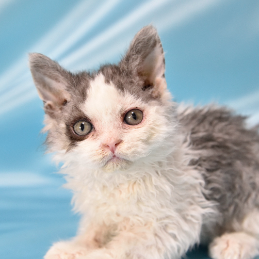 Pet-image