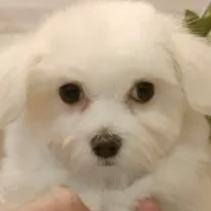 マルチーズ