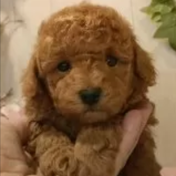 トイ・プードル