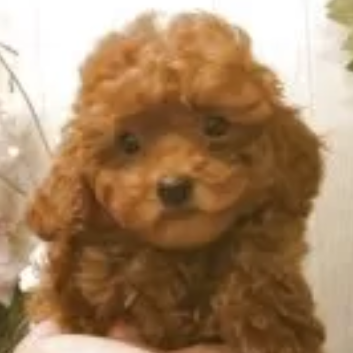 トイ・プードル