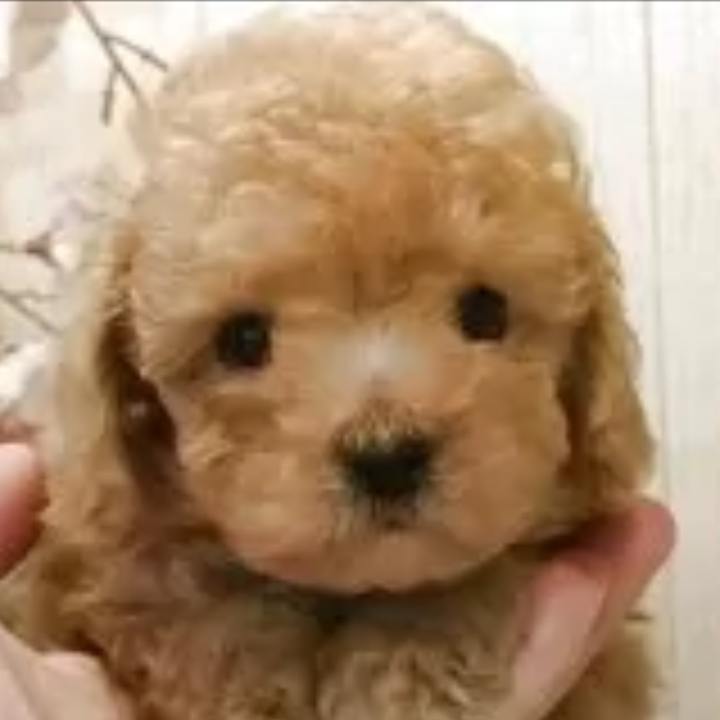 トイ・プードル