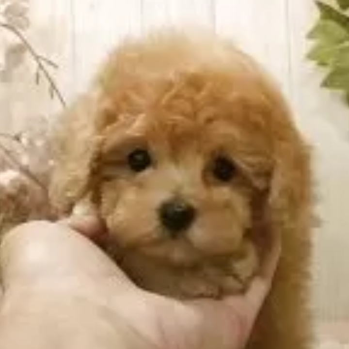 トイ・プードル