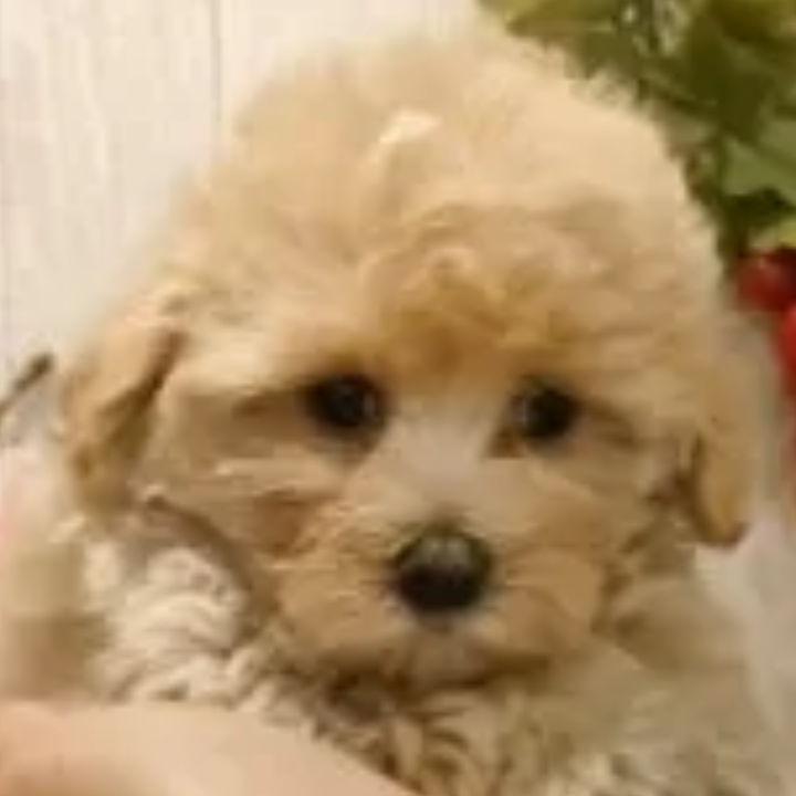 ＭＩＸ（犬）(小型)