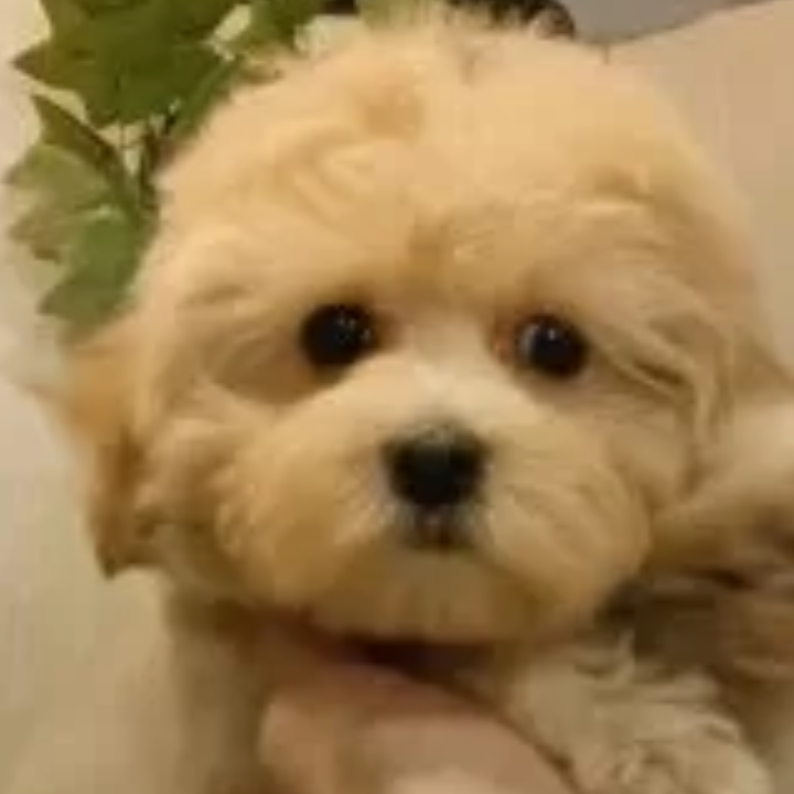 ＭＩＸ（犬）(小型)