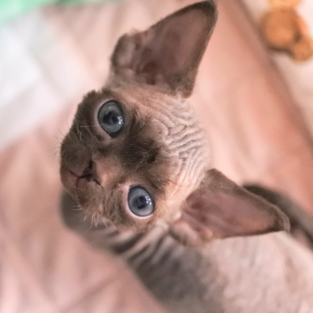 デボンレックス