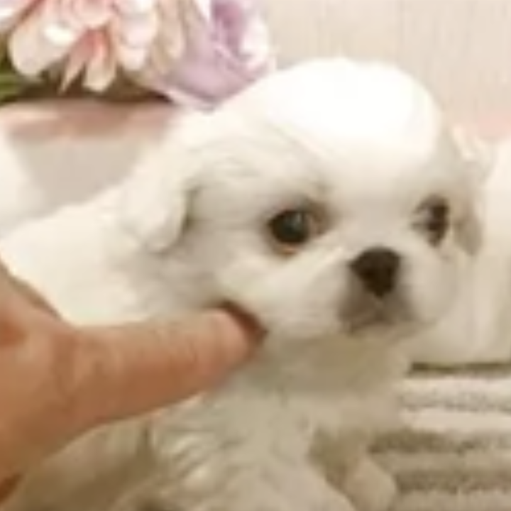 Pet-image