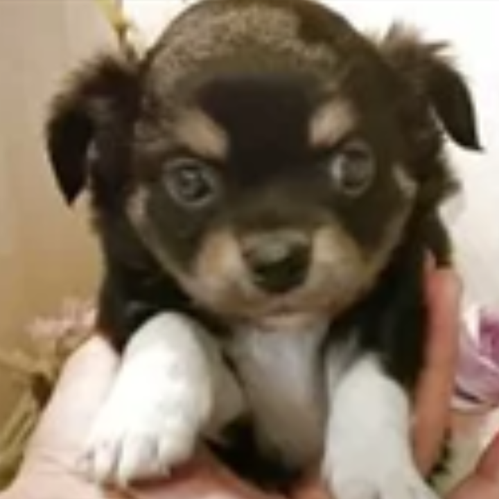 Pet-image