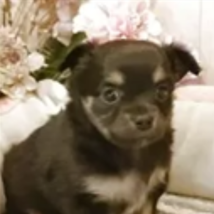 Pet-image