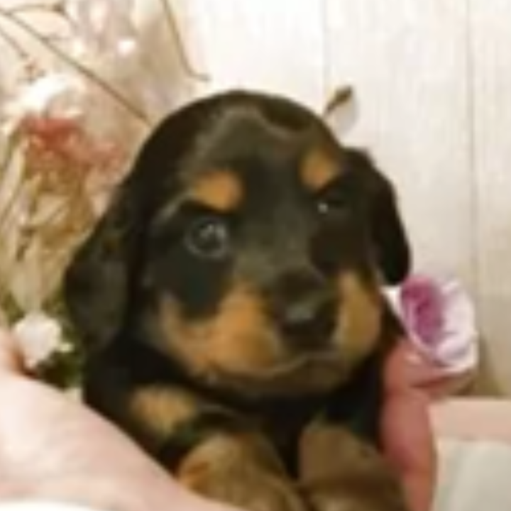 Pet-image