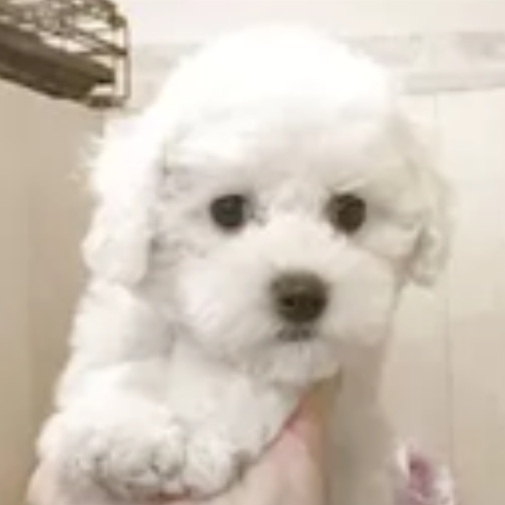Pet-image