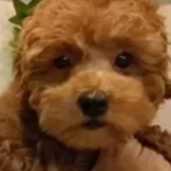 Pet-image