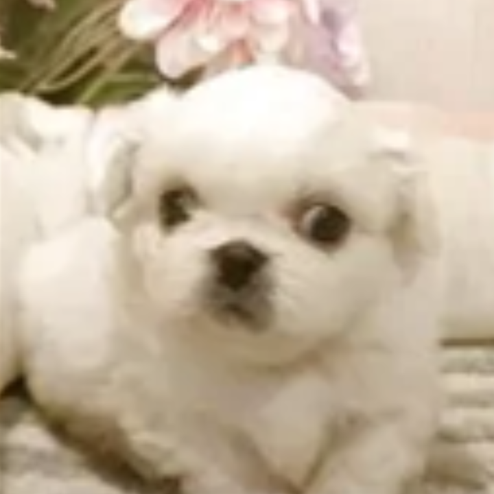 Pet-image