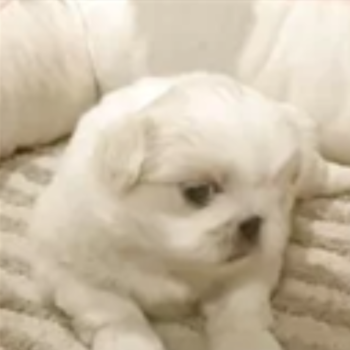 Pet-image