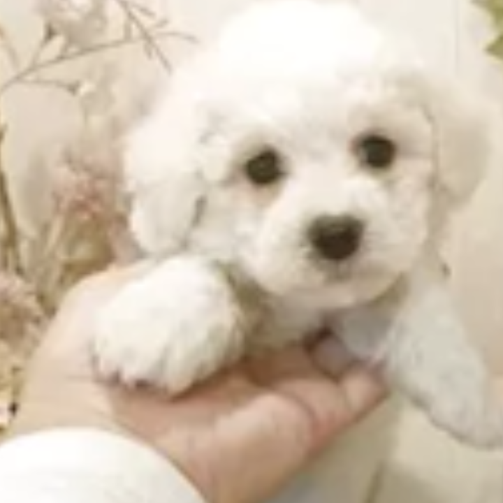 Pet-image