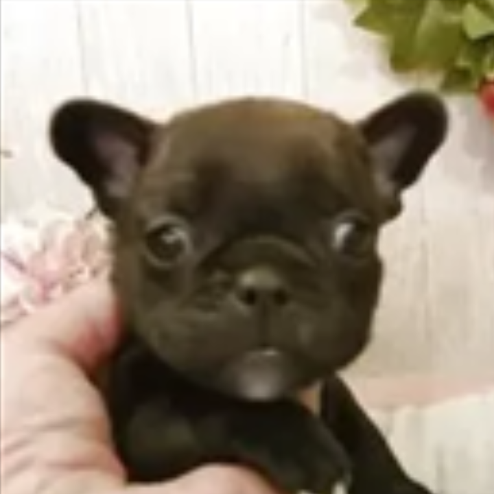 フレンチ・ブルドッグ