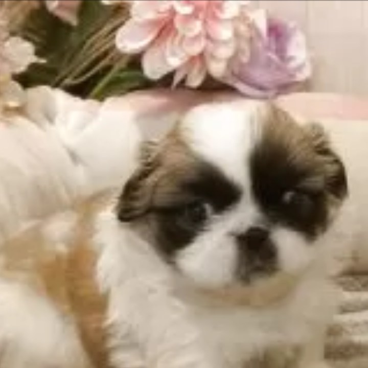 ペキニーズ