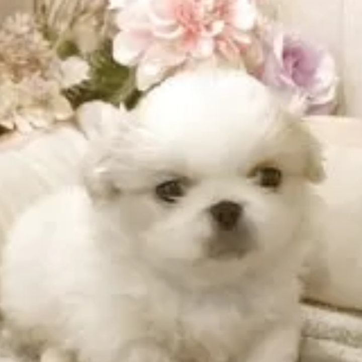 ペキニーズ