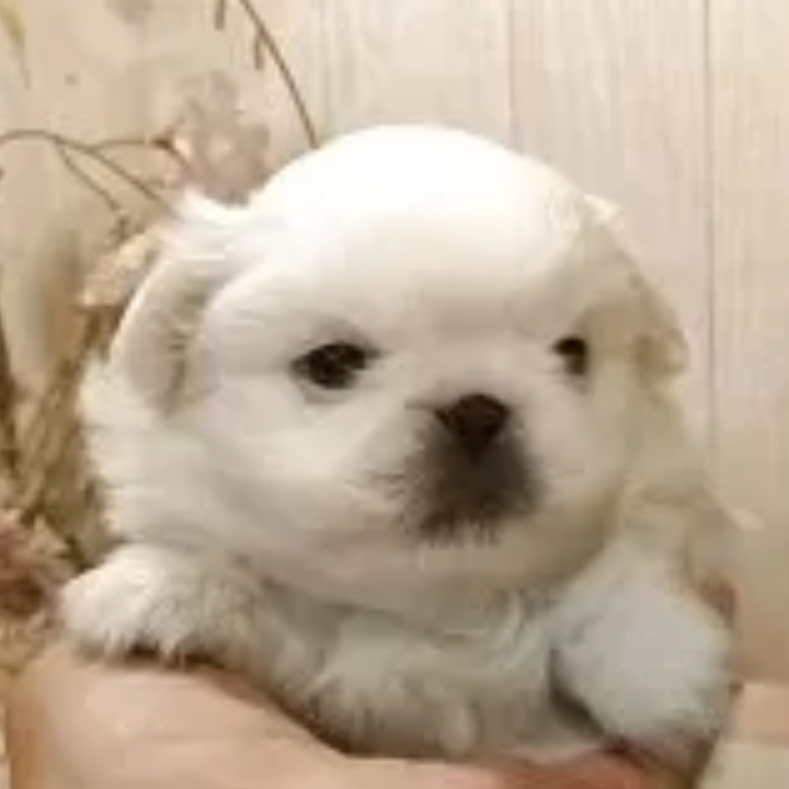 ペキニーズ
