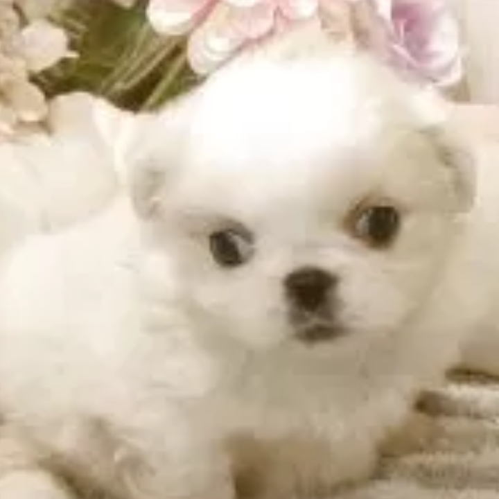 ペキニーズ