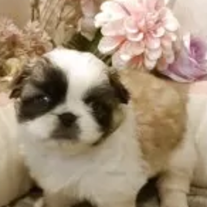 ペキニーズ