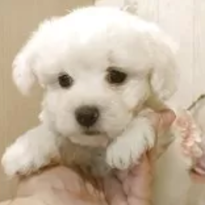 ビション・フリーゼ