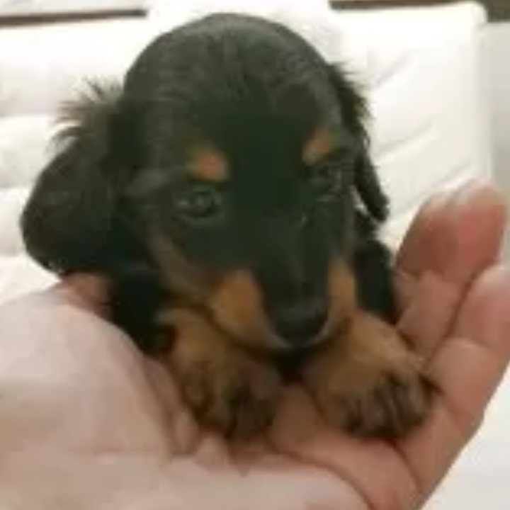 Pet-image