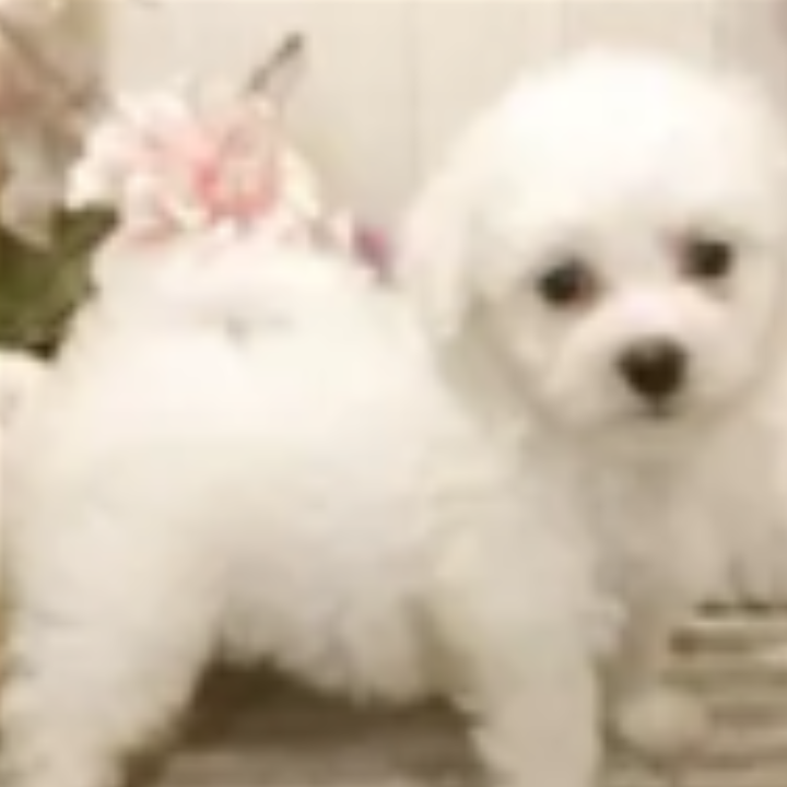Pet-image