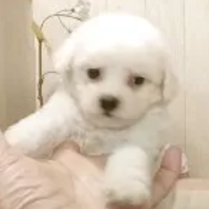 Pet-image