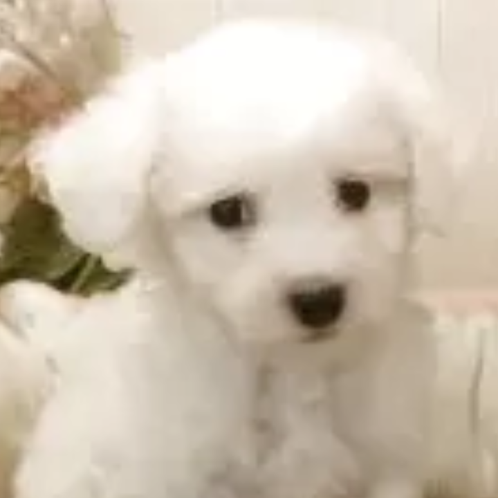 Pet-image