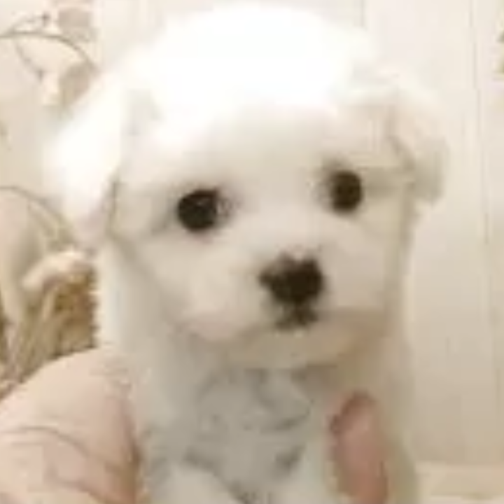 Pet-image
