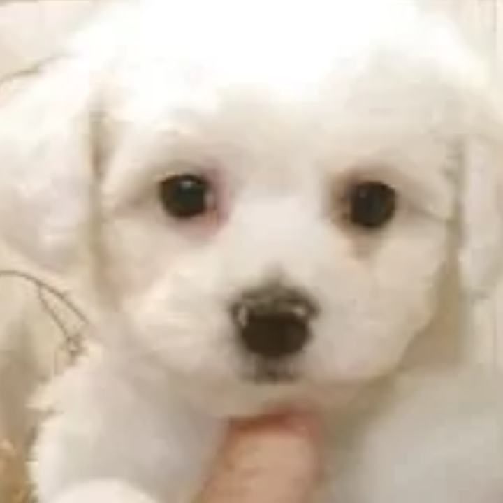 Pet-image