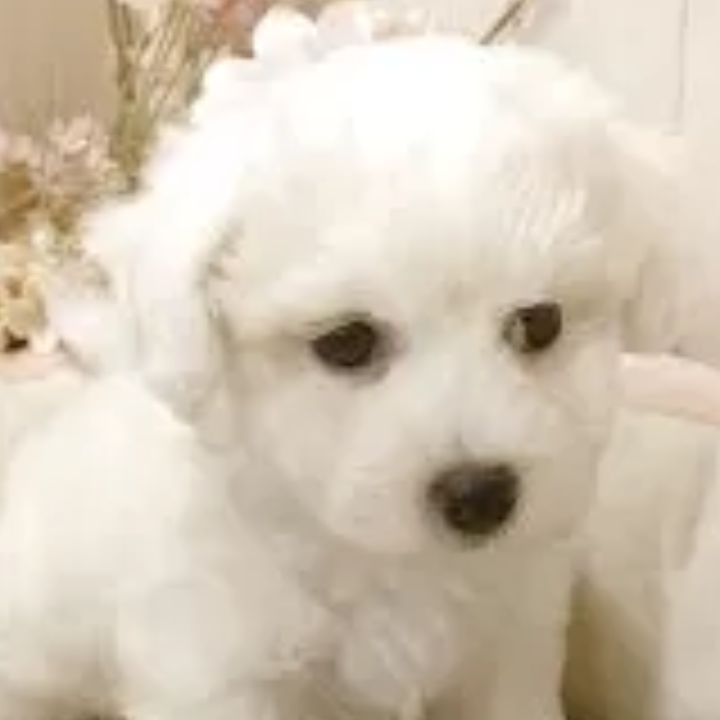Pet-image