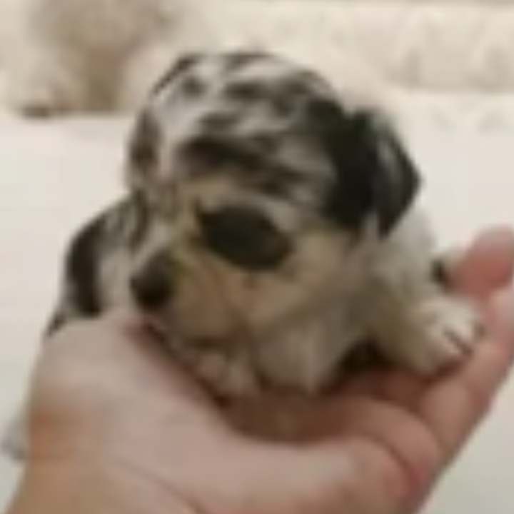 Pet-image